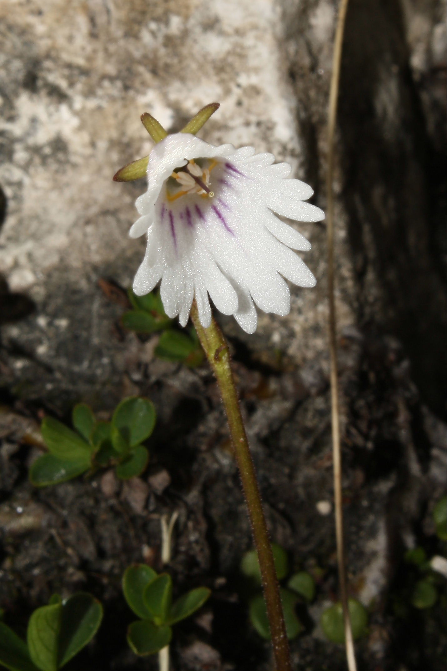 Soldanella minima / Soldanella del calcare